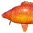 Red Starvas Carp - Scaly