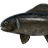 Black ruff
