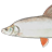 Mongolian redfin