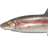 Longnose Sucker