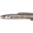 Conger