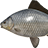 Gibel Carp
