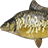 Dinks mirror carp