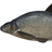 Eastern Bream