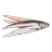 Huge fillet - Herring