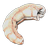 Shrimp