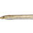 Far Eastern Brook Lamprey