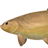 Golden Tench