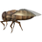 Warble fly