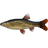 Lake Minnow