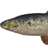 Common Minnow
