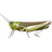 Grasshopper; Mayfly