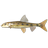 Gudgeon