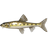 Siberian Gudgeon