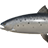 Caspian Brown Trout