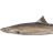 Spiny dogfish