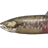 Chum Salmon