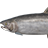 Coho Salmon