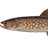 Whitespotted Char