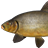 Kvolsdorfsky tench