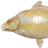 Linear albino carp