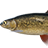 Lake Minnow