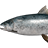 Ladoga salmon