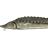 Ladoga sturgeon