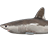 Porbeagle