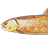 Blunt-snouted lenok
