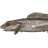 Longear eelpout