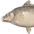 Scaleless Ghost Carp
