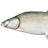 Nelma