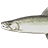 Masu