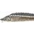 Bastard Sturgeon