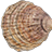 Oyster
