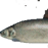 Ostrog Whitefish