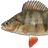 Perch