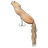 Squirrel 30