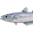 Blue whiting