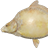 Frame-sided albino carp
