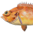 Small redfish