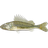 Ruffe