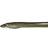 Siberian Lamprey