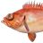 Beaked redfish