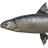 Volkhov Whitefish