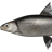 Black whitefish