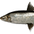 Ladoga Lake Whitefish