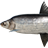 Humpback Whitefish