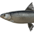Vuoksa Whitefish